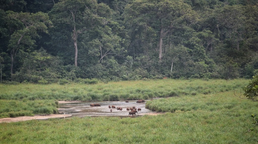 Red river hogs, Langoue Bai, Ivindo National Park, Gabon