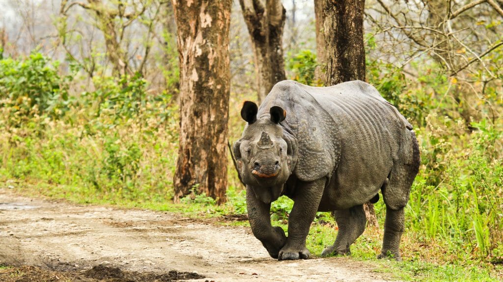 Rhinoceros, Kaziranga National Park, India