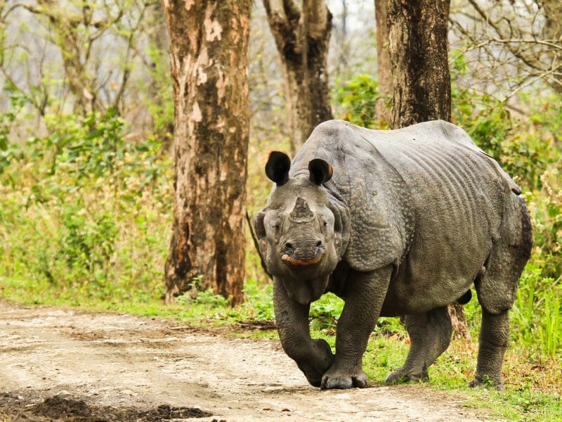 Rhinoceros, Kaziranga National Park, India