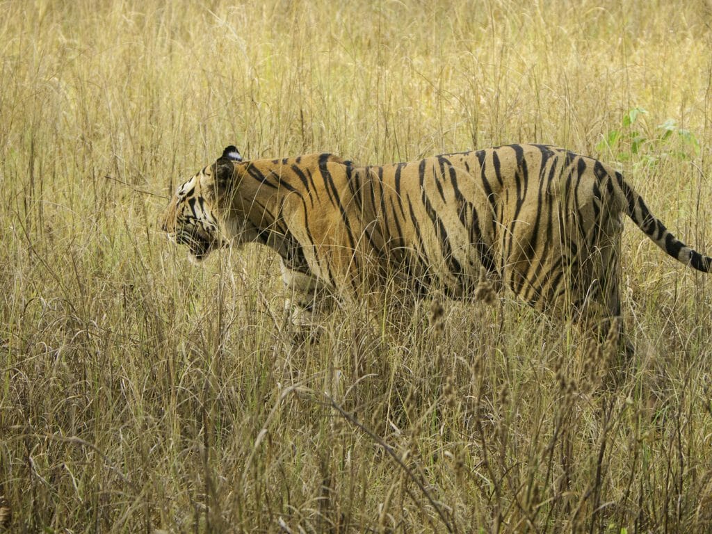Royal Bengal Tiger at Kanha Tiger Reserve, India