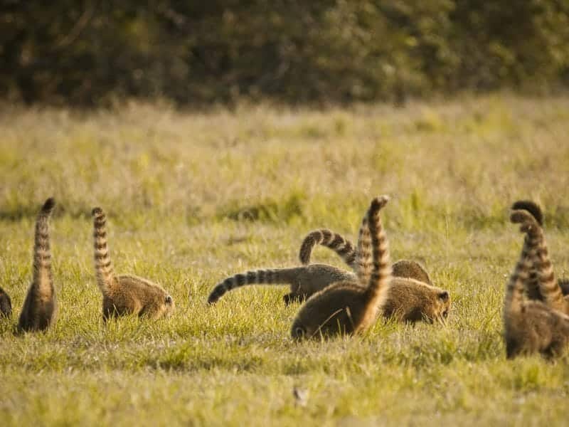 South American Coati, Caiman Ecolodge, Pantanal, Brazil