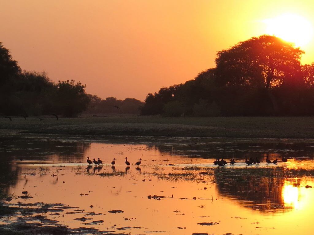 Sunset with ducks, Zakouma, Chad