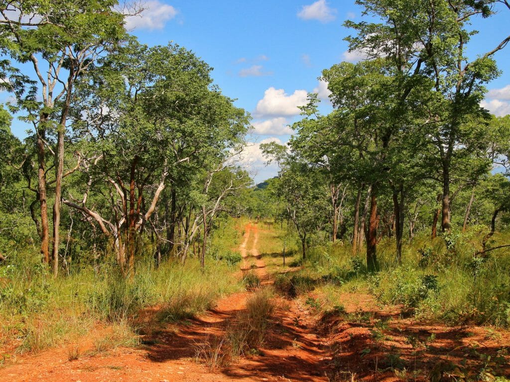 Track through Nkhotakota Wildlife Reserve, Malawi