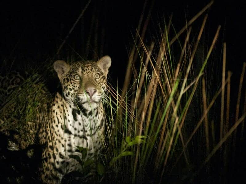 Jaguar at night in spotlight, Caiman Echolodge
