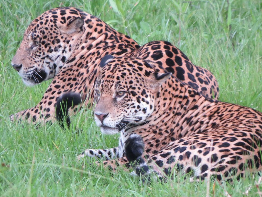 Two Jaguars, Pantanal, Brazil