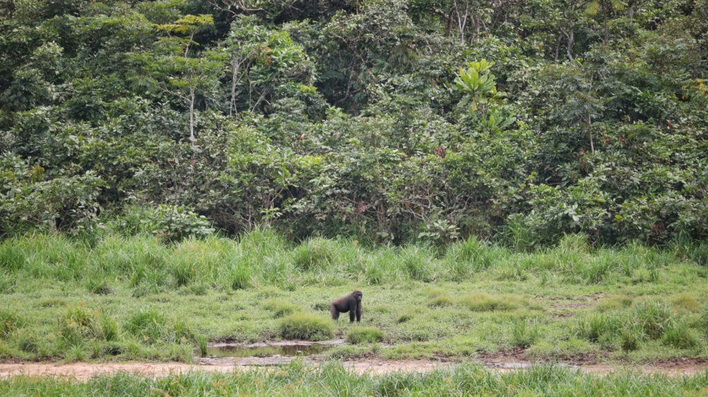 Western lowland gorilla, Langoue Bai, Ivindo National Park, Gabon