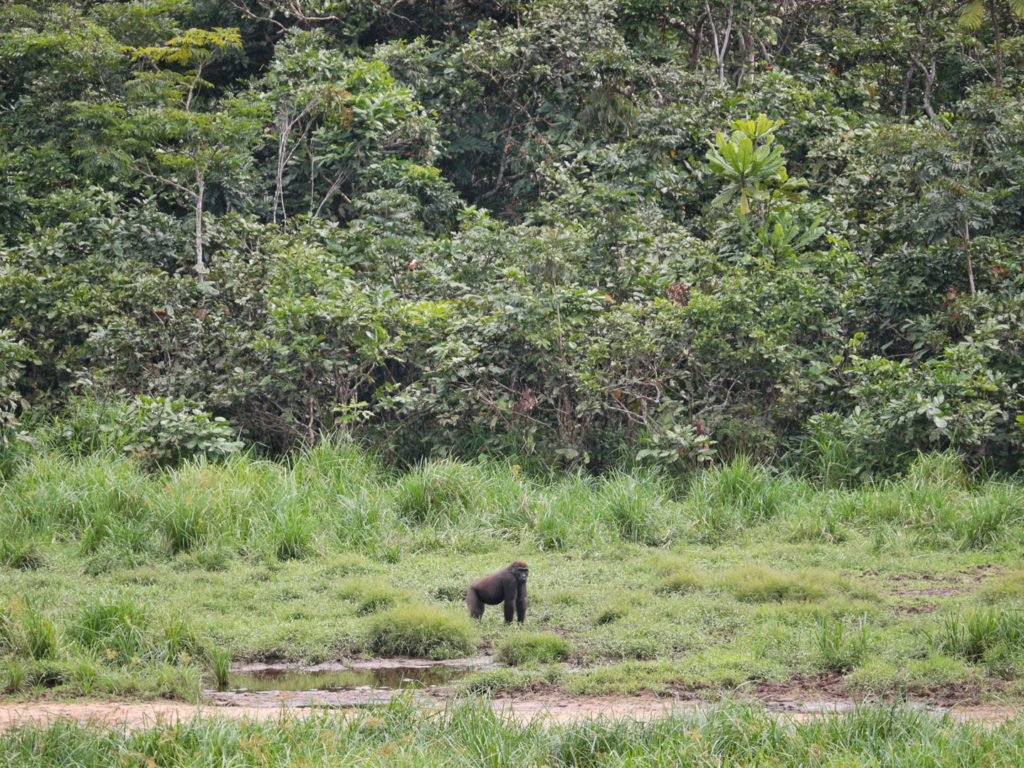 Western lowland gorilla, Photographed by Steppes Travel, Gabon