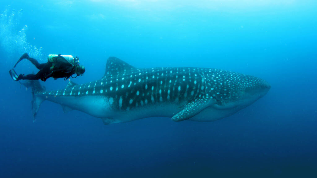 Whale Shark with Diver, Darwin and Wolf, Galapagos Islands