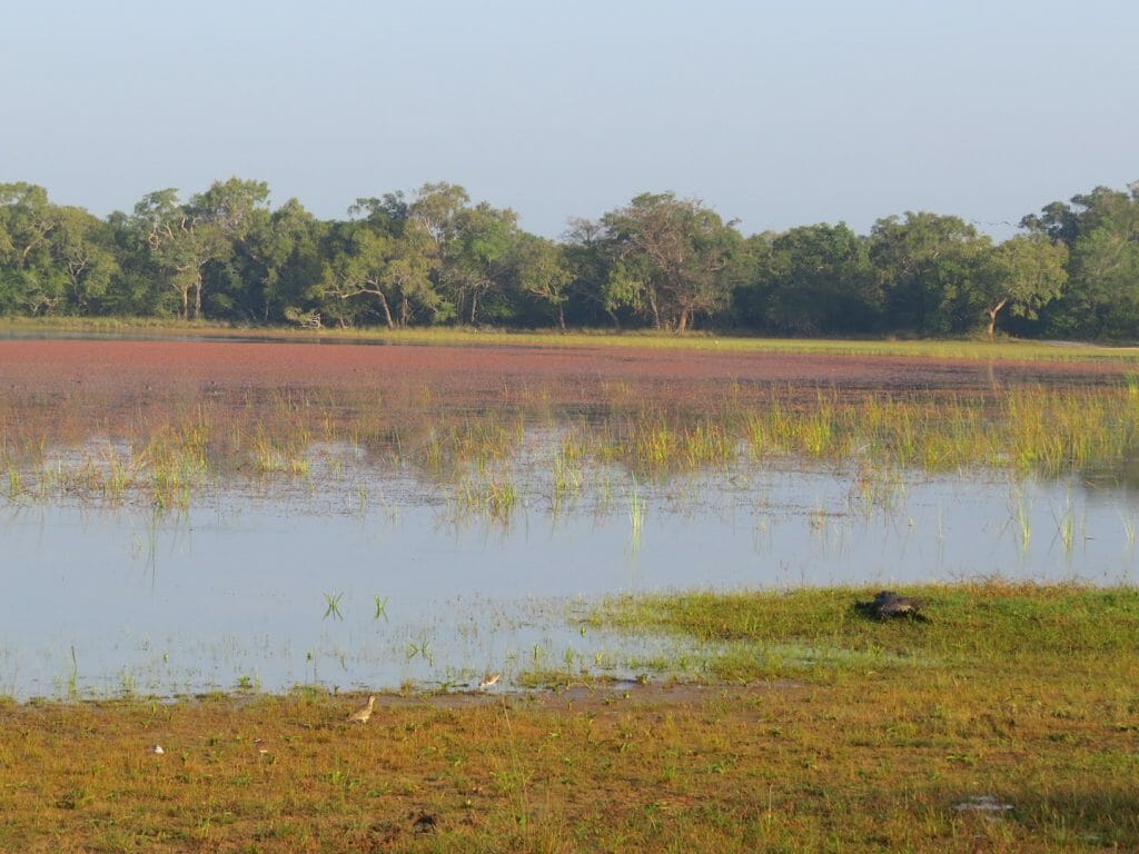 Wilpattu National Park, Sri Lanka