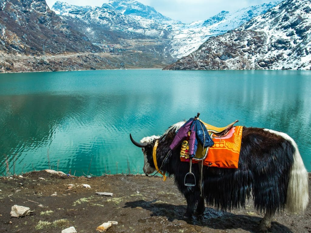 Yak, Tsomgo Lake, Gangtok, Sikkim, India