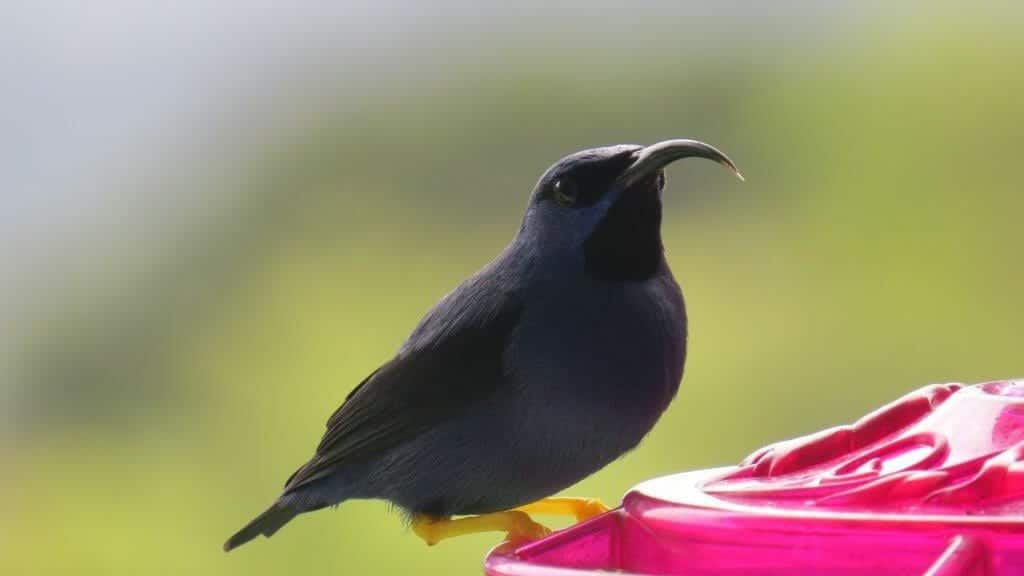 Asa Wright Centre, Trinidad and Tobago