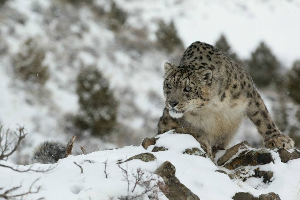 Rare and elusive snow leopard on mountain top lookout, Ladakh, India