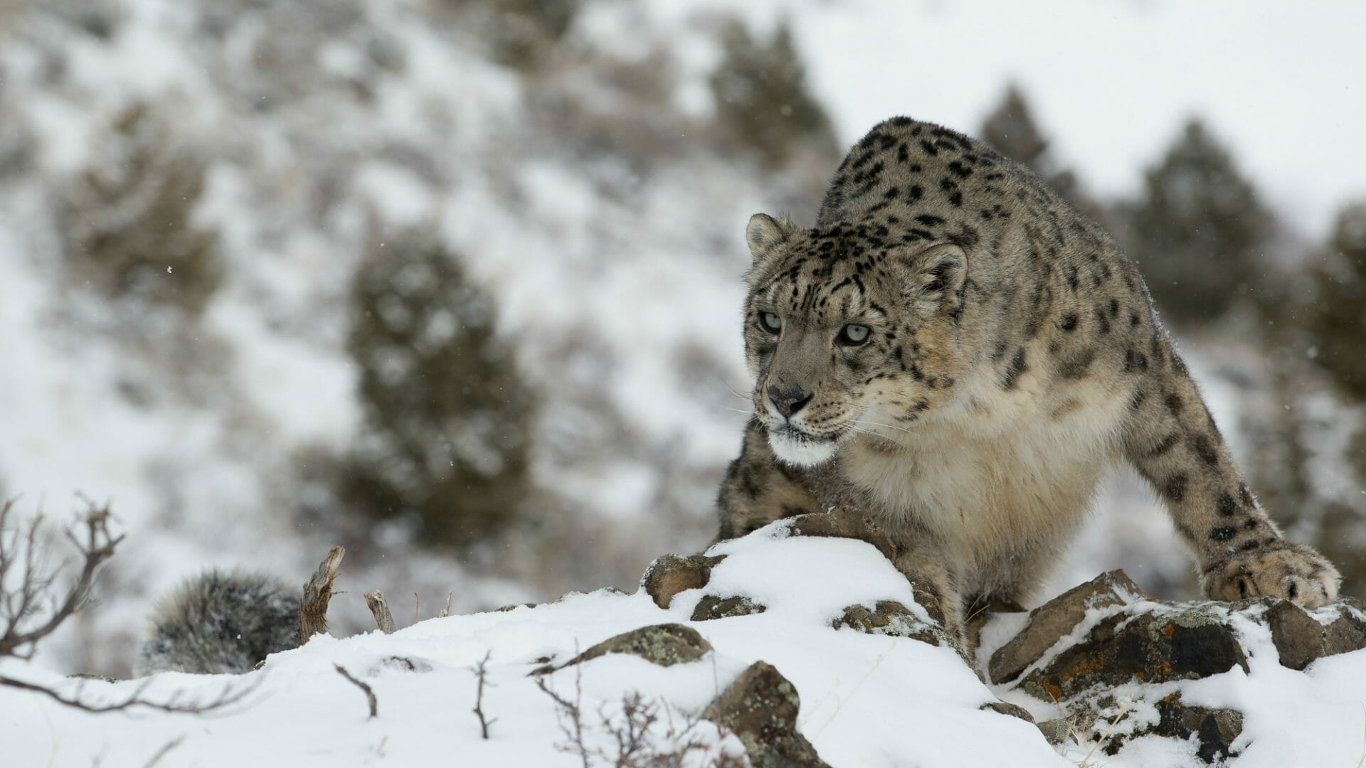 snow leopard tours