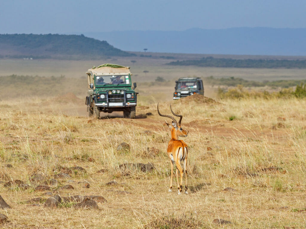 Impala and driving safari cars on the savannah in Africa