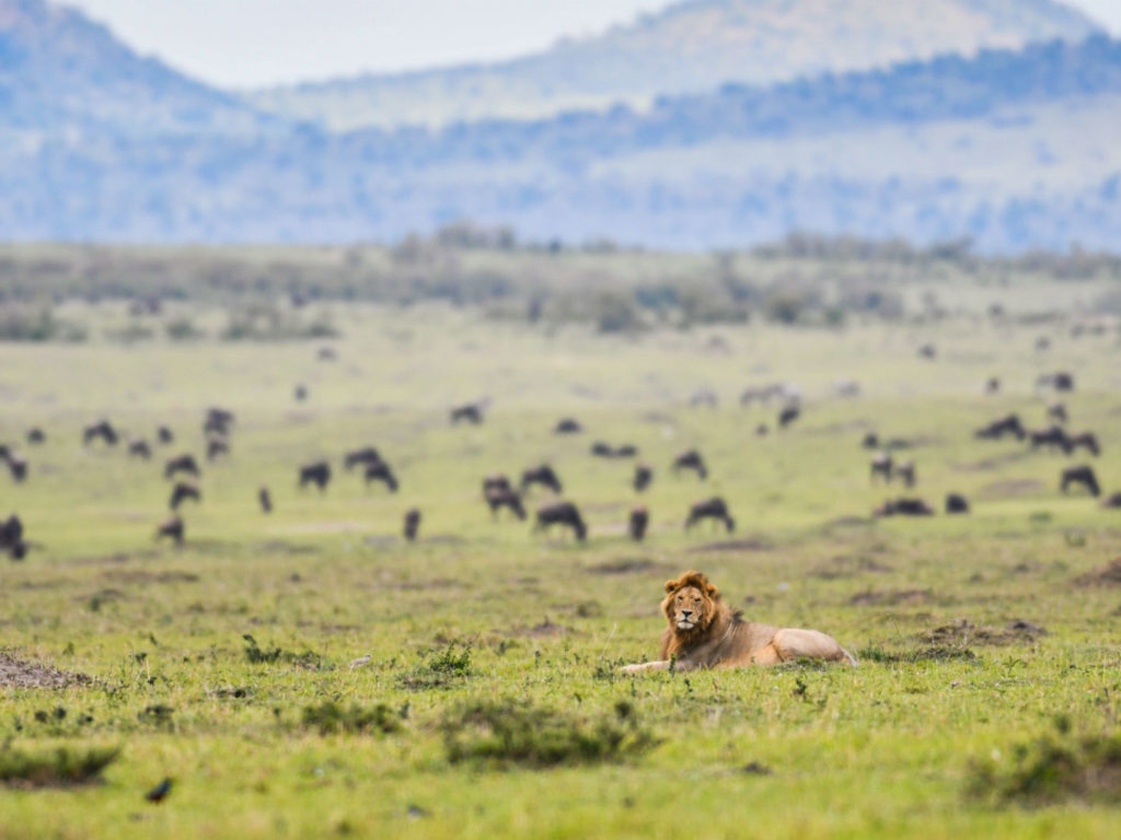 Lion and wildebeests, Masai Mara, Kenya