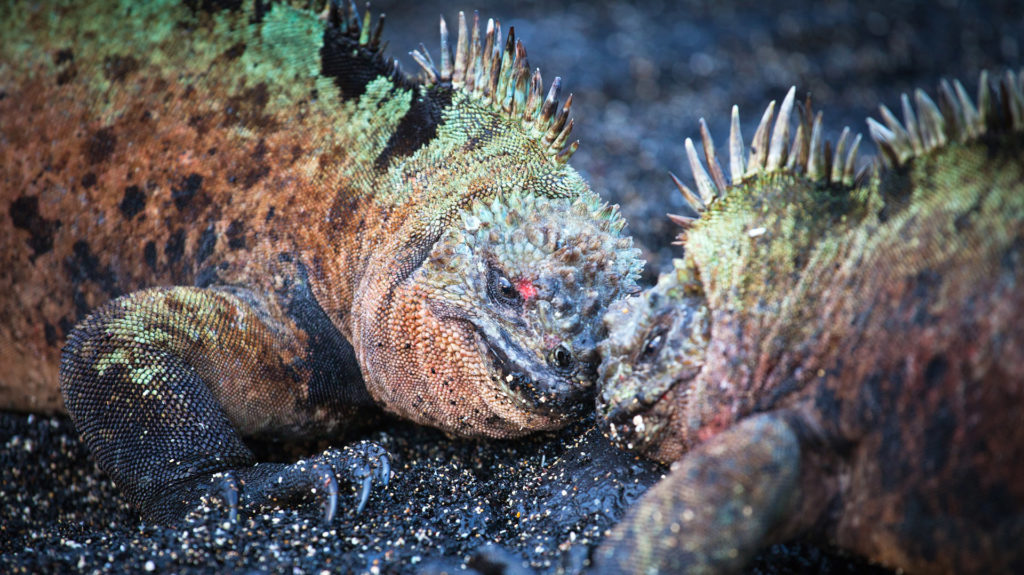 Battling marine iguanas, Galapagos