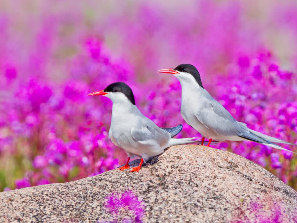 Birds in Purple Fireweed, Churchill Wild, Canada