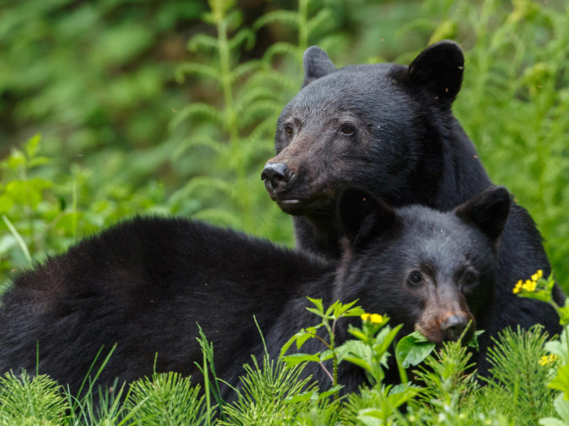 Black Bear Mother and Cub, Canada