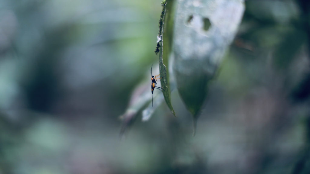 Bug, Ecuadorian Amazon
