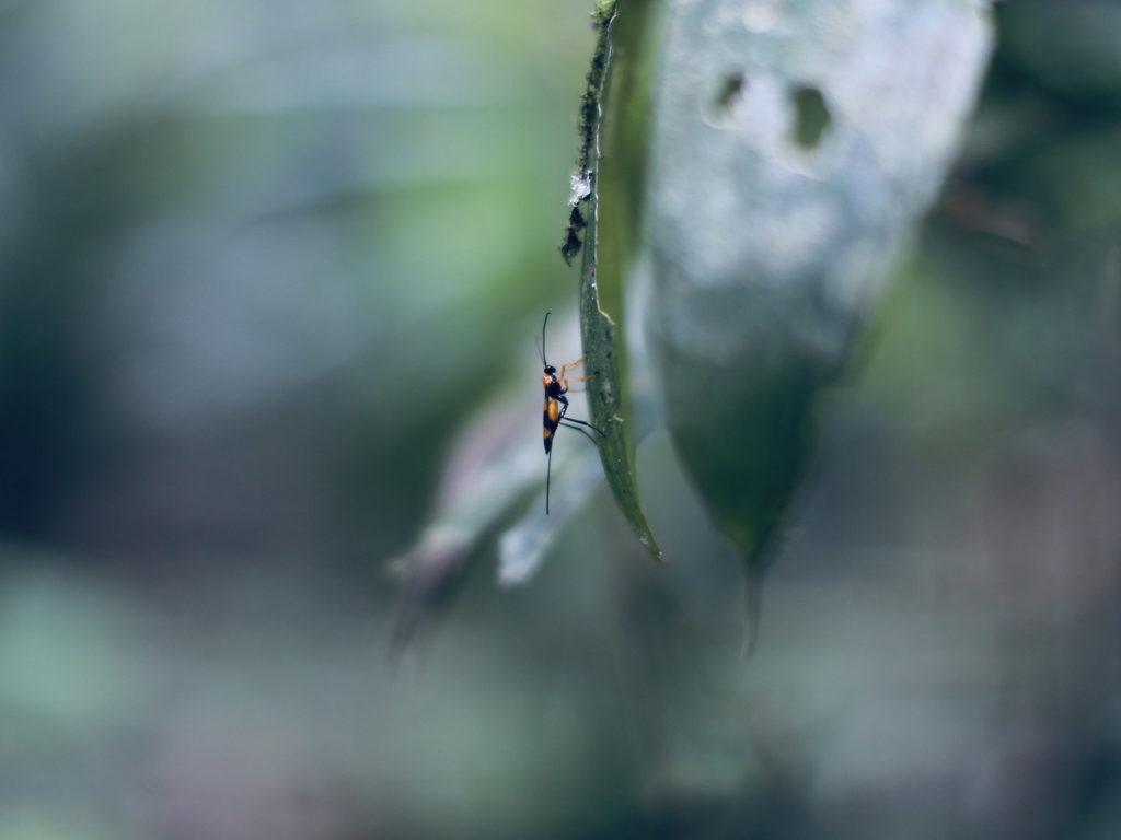 Bug, Ecuadorian Amazon
