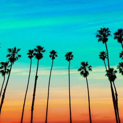California Sunset Palm Trees, Santa Barbara, USA
