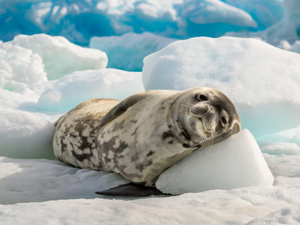 Crabeater seal, Antarctic Peninsula