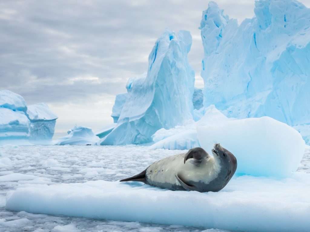Crabeater Seal, Iceberg, Icefloe, Antarctic Peninsula