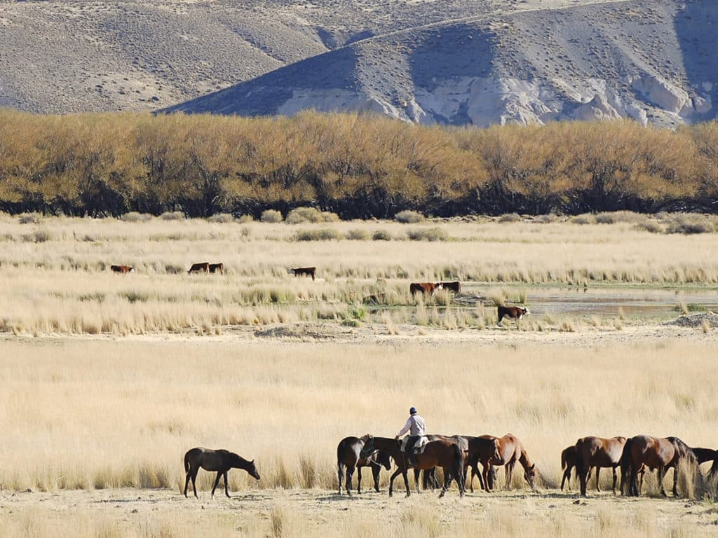Gaucho with Horses, Patagonia, Argentina