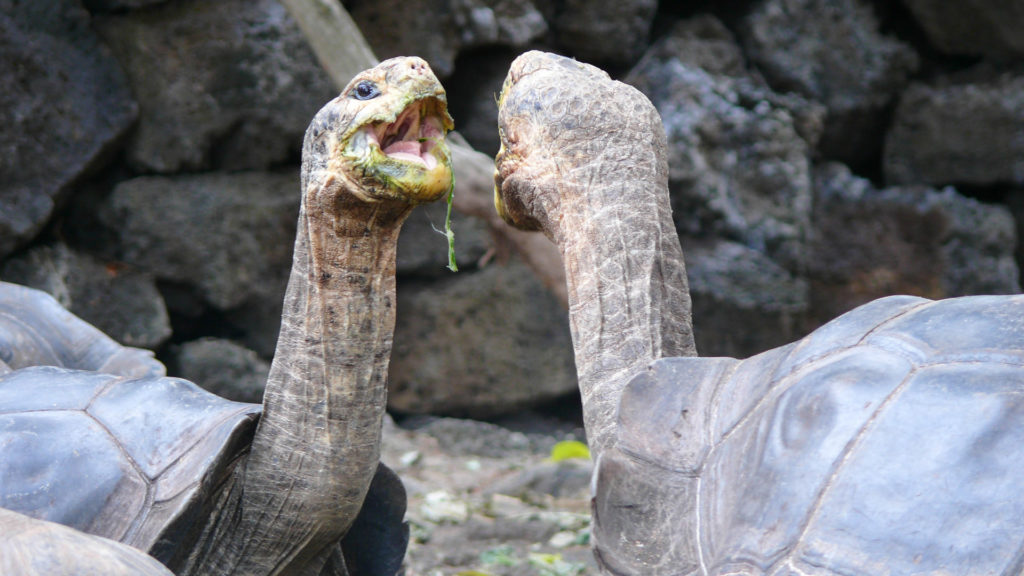 Giant Tortoises, Galapagos, Ecuador