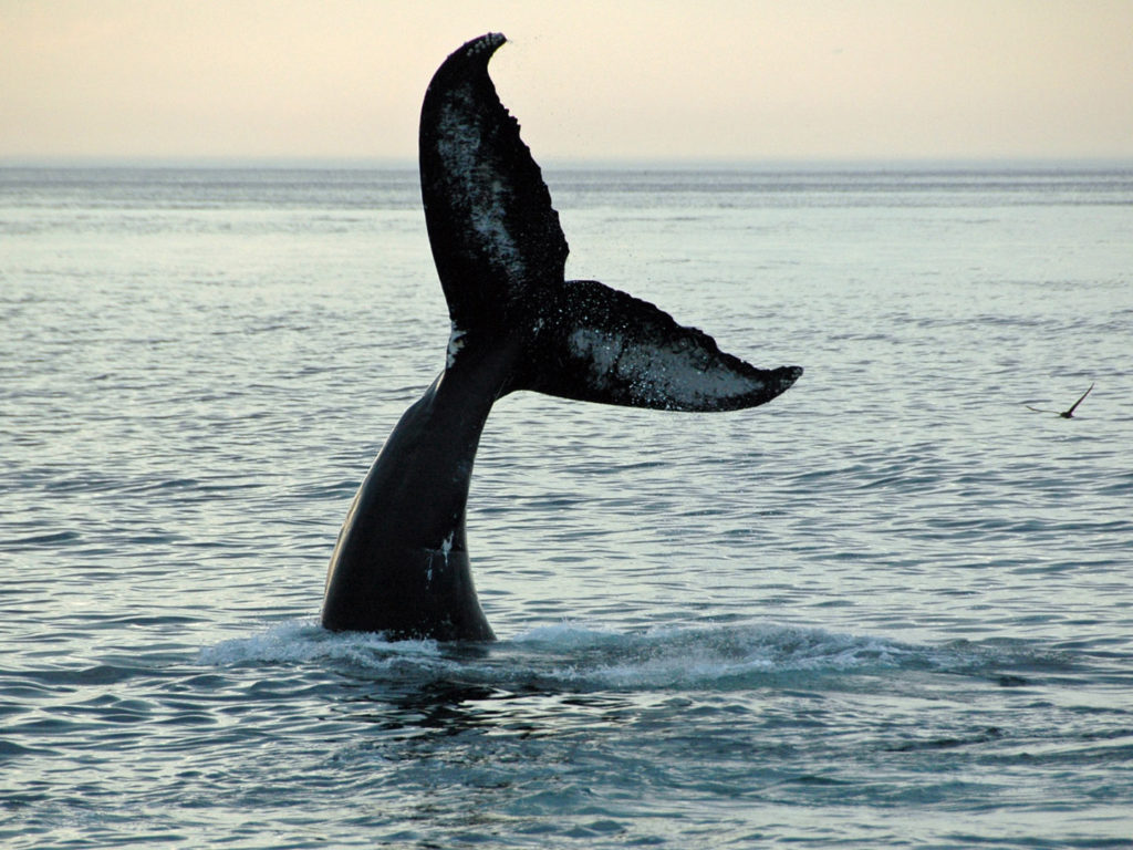 Humpback Whale, New England, USA