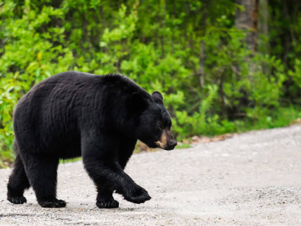 Black Bear, Jasper National Park, Alberta, Canada