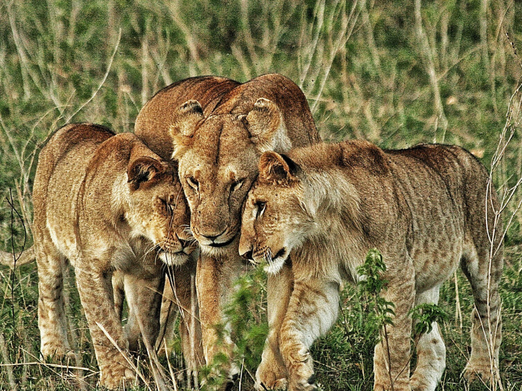 Lioness cubs, Masai Mara, Kenya