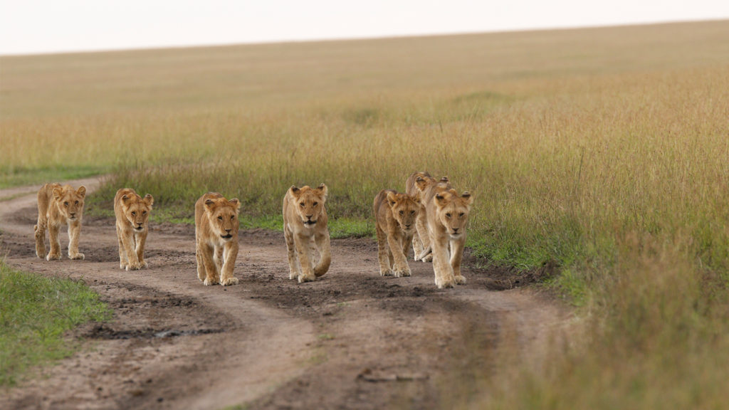 Lions roaming