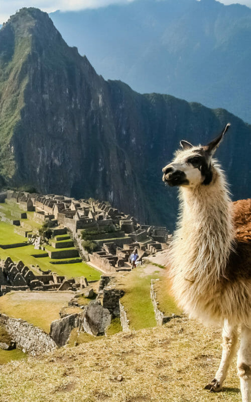 Llama, Machu Picchu, Peru