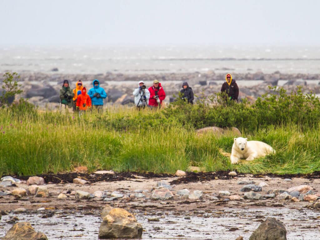 Polar Bears, Churchill Wild, Canada, photographed by Rik Johnck