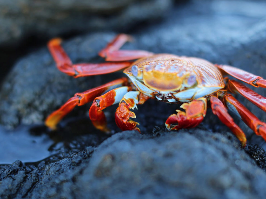 Sally Lightfoot Crabs, Galapagos Islands