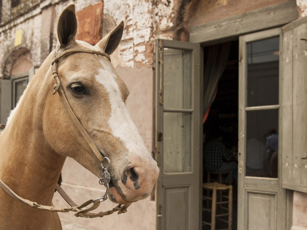 Horse, San Antonio de Areco, Argentina