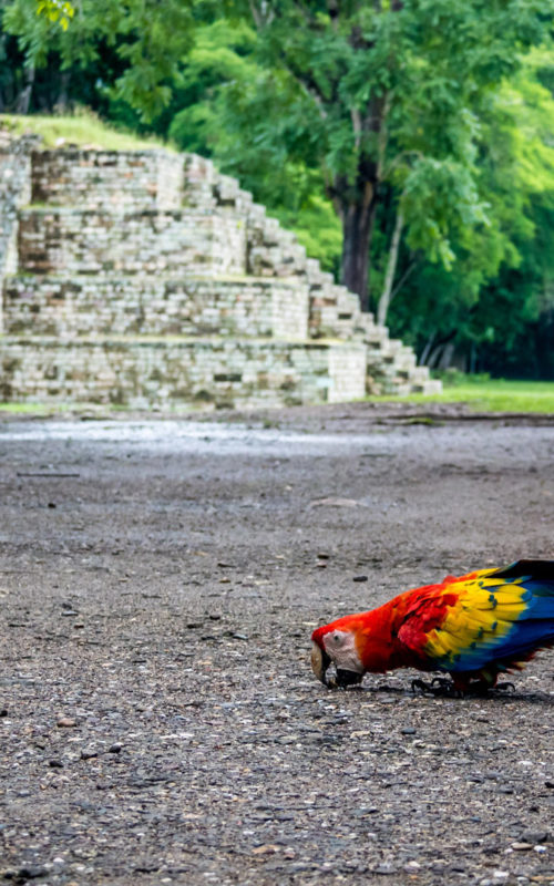 Scarlet Macaw, Copan Mayan Ruins, Honduras