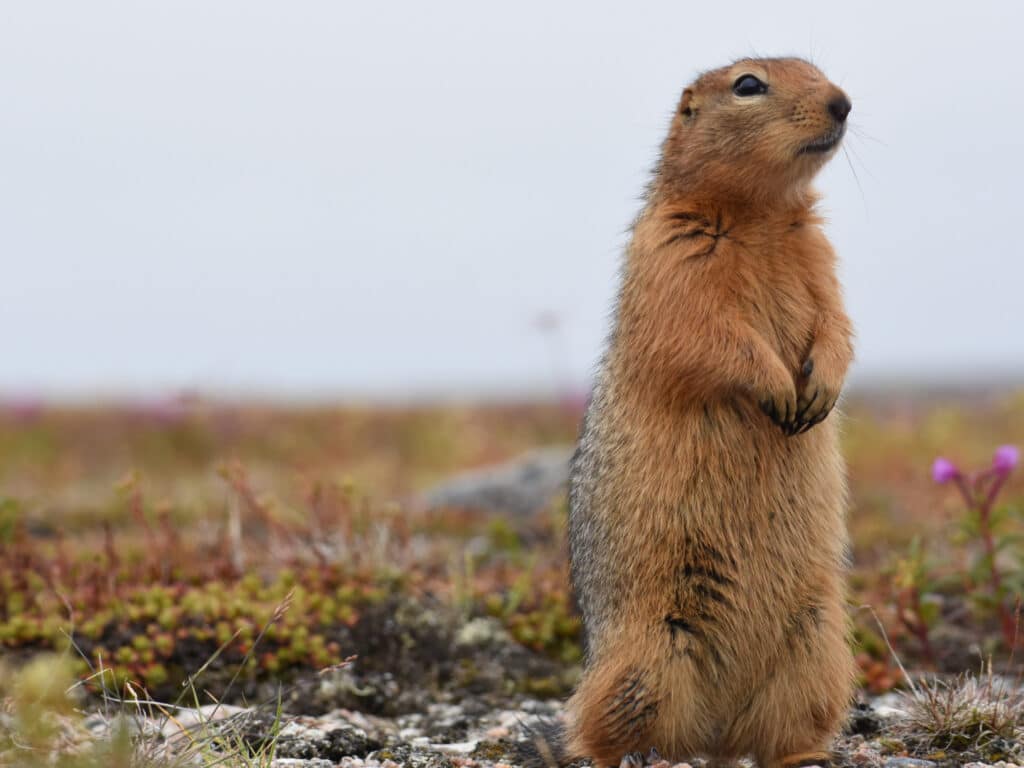 Sik Sik, Churchill Wild, photographed by Chris Murphy