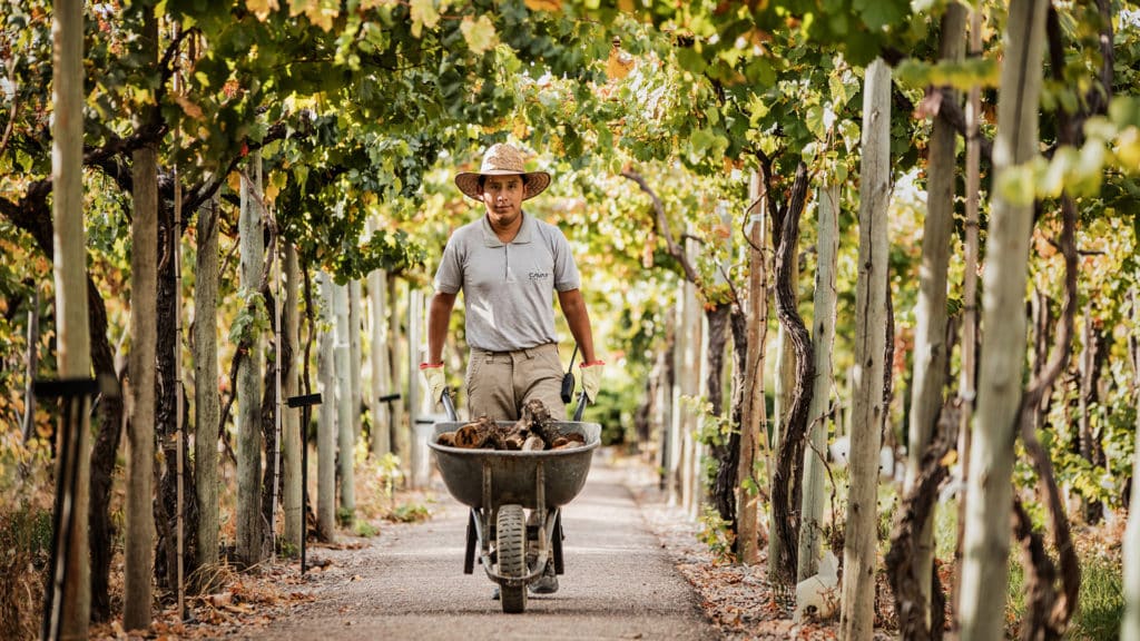 Vineyard, Cavas Wine Lodge, Mendoza, Argentina