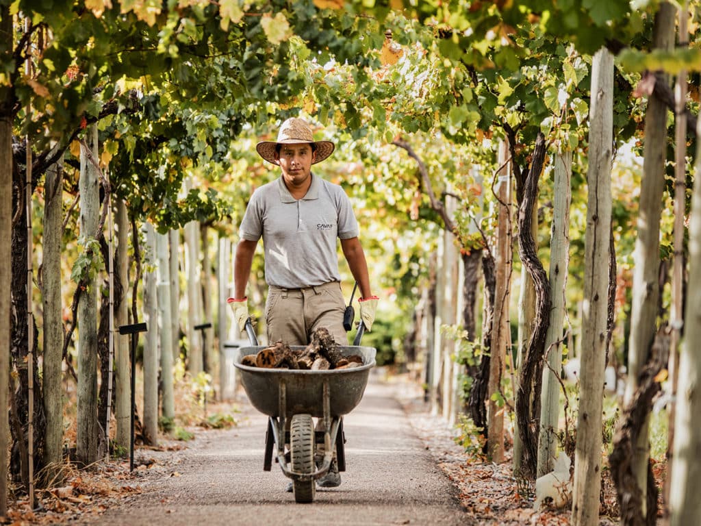 Vineyard, Cavas Wine Lodge, Mendoza, Argentina