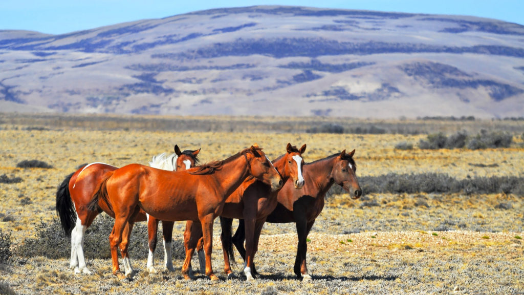 Herd of Wild Horses, Patagonia, Argentina