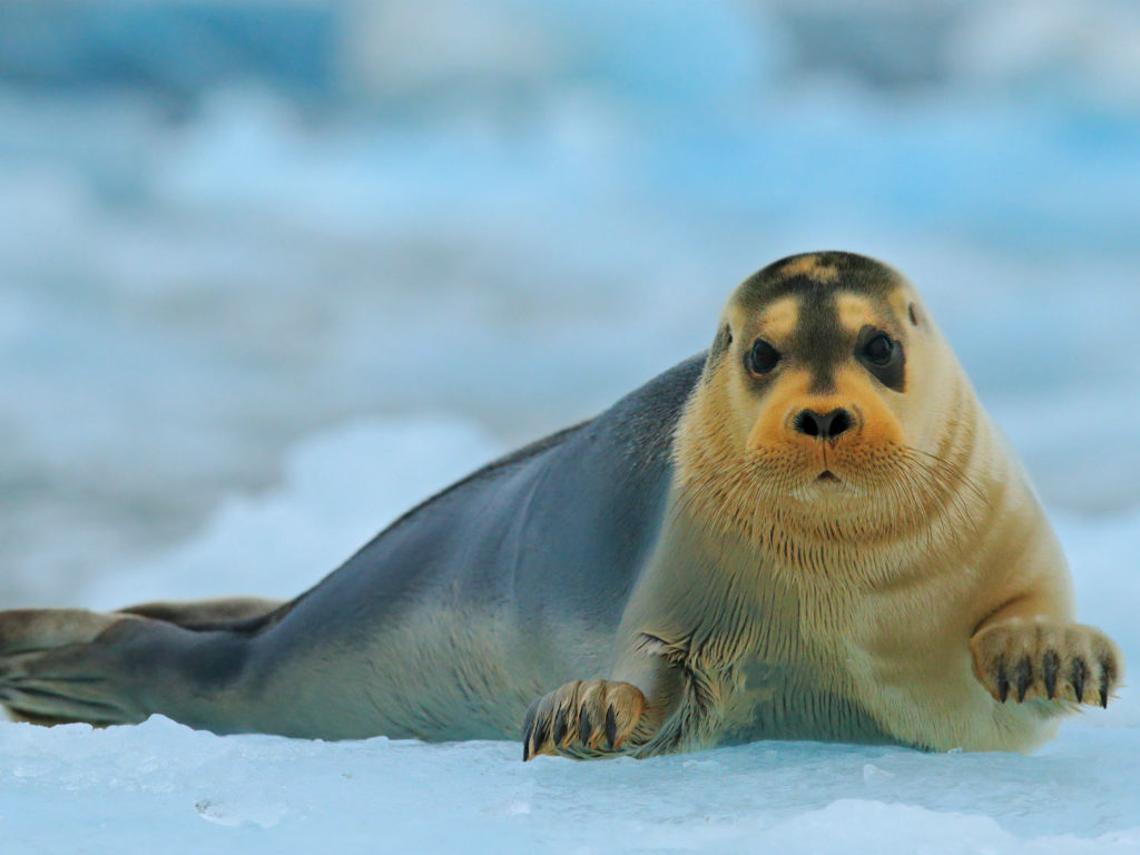 Bearded Seal, Arctic, Svalbard