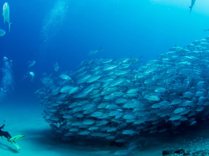 Diving, cabo pulmo, national baja, california sur mexico