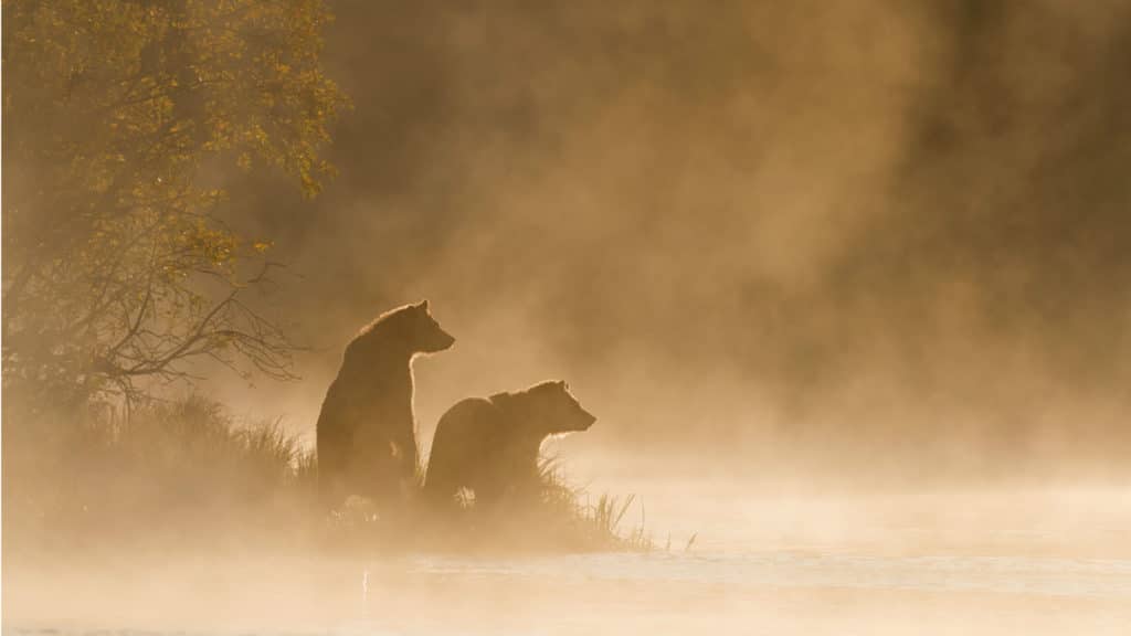 Grizzly Bears, Canada