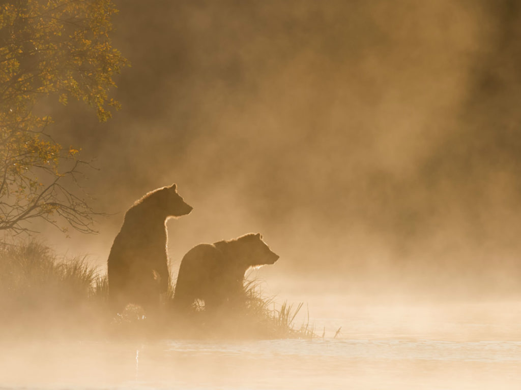 Grizzly Bears, Canada