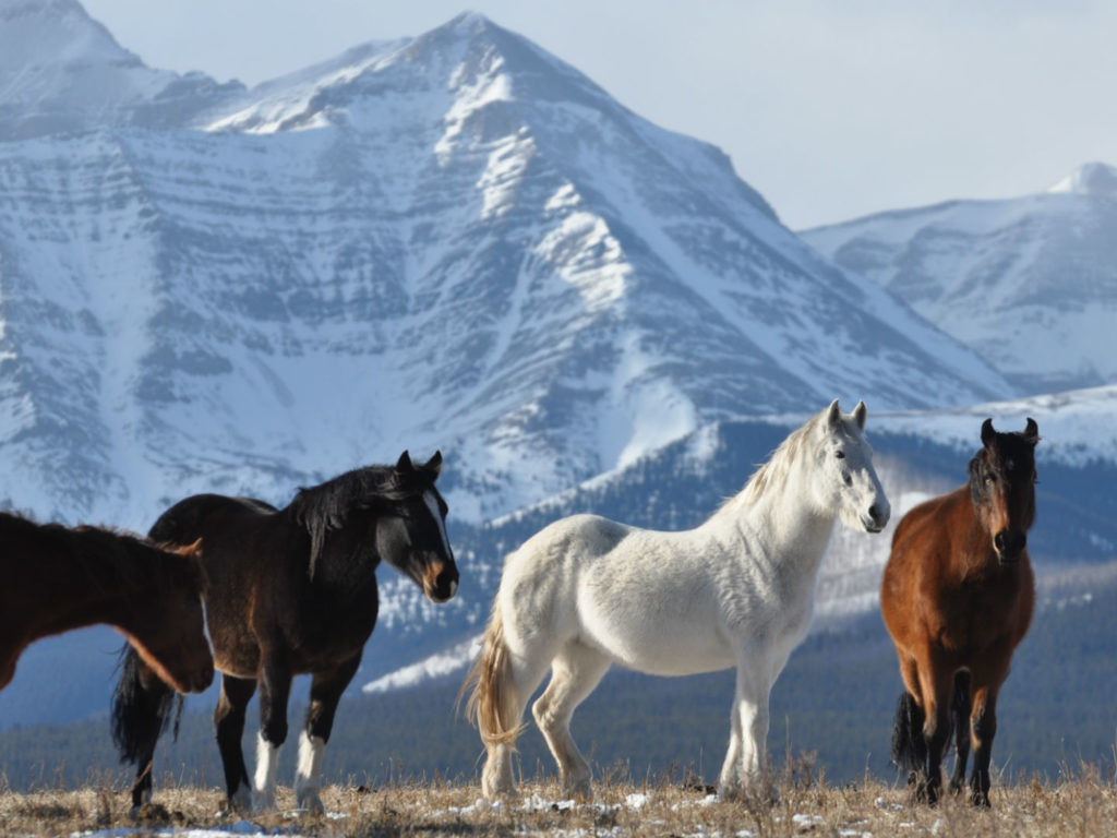 Horse Ranch, Rockies, USA