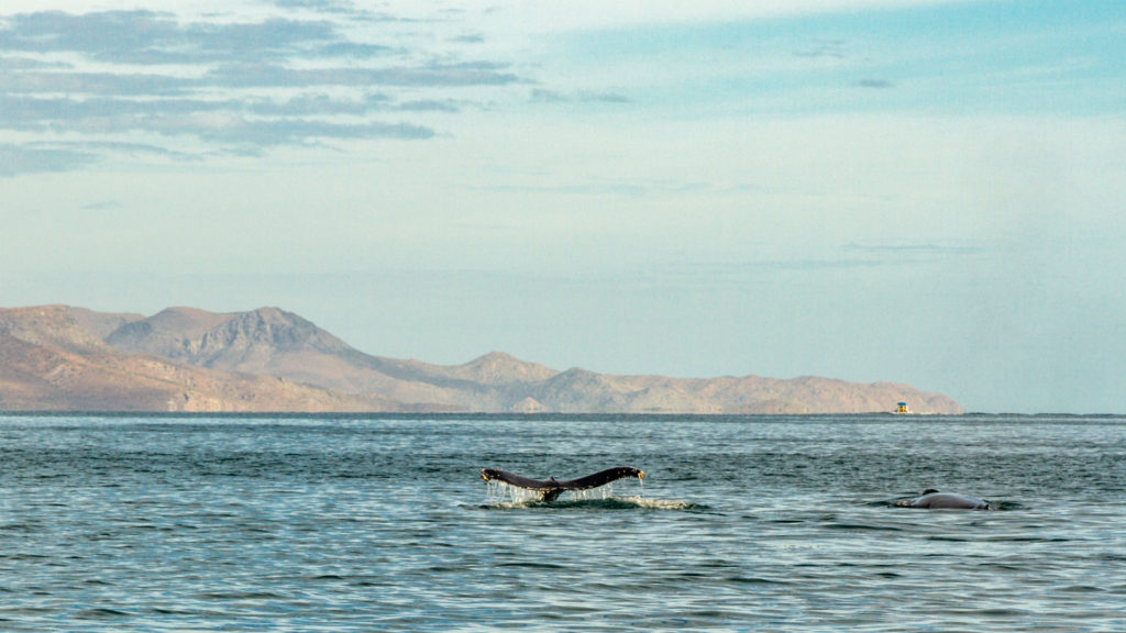 Humpback Whale, Espiritu Santo Island, La Paz, Baja California Sur, Mexico