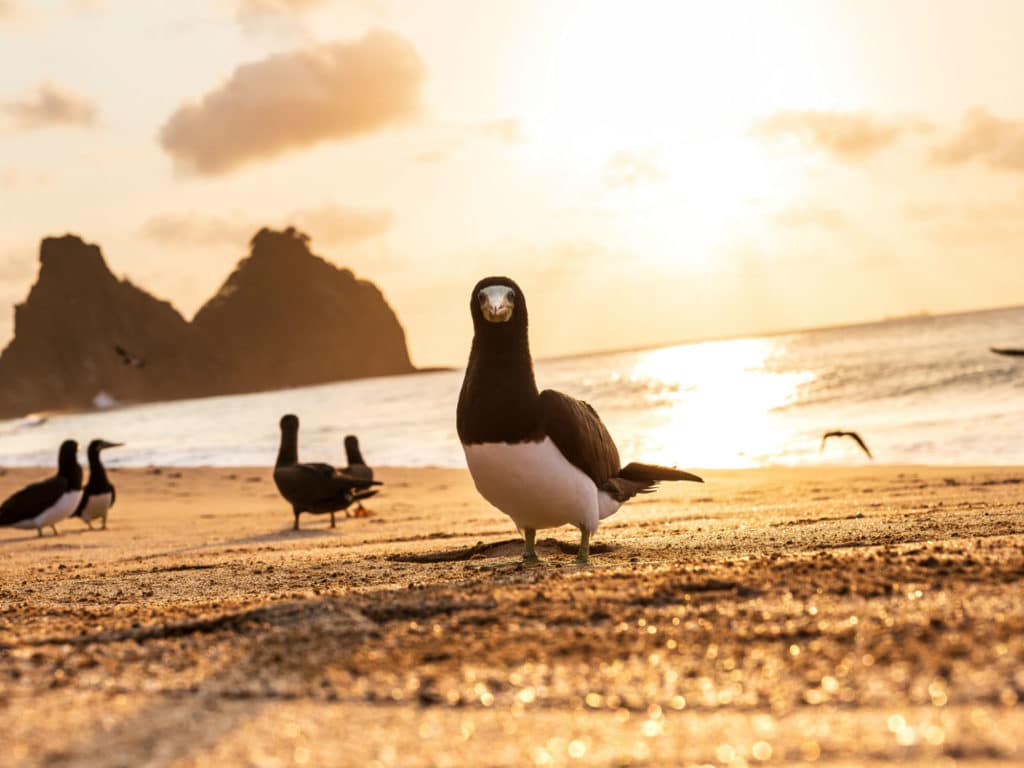 Sunset in Fernando de Noronha, Pernambuco, Brazil
