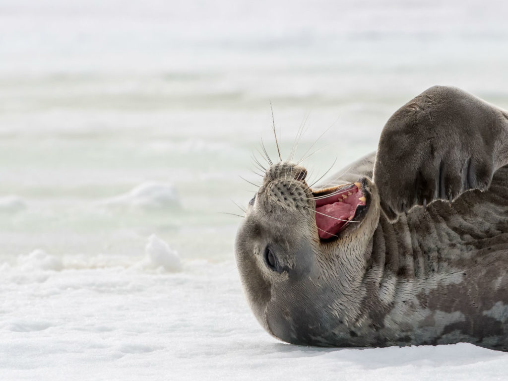 Weddell Seal, Antarctica